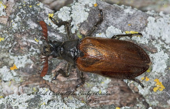 Sandalus niger  CEDAR BEETLE 6016166~z