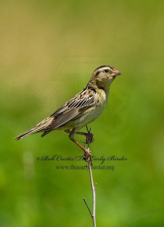 Dolichonyx oryzivorus  BOBOLINK 8005595z