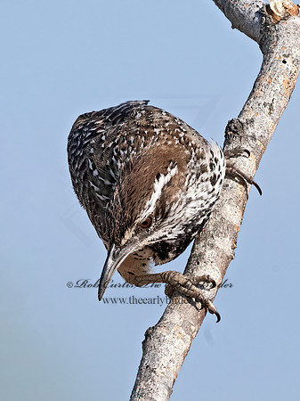 Campylorhynchus brunneicapillus  CACTUS WREN 3034087z