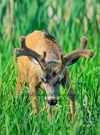 Odocoileus hemionus columbianus  COLUMBIAN BLACK-TAILED DEER 152009z