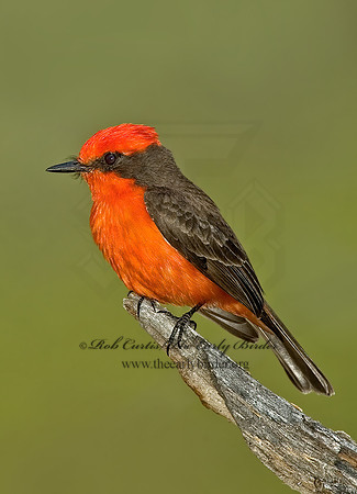 Pyrocephalus rubinus  VERMILION FLYCATCHER 5005294 IFZ