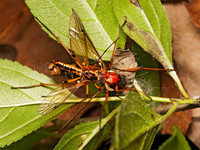 Ctenophora dorsalis  CRANE FLY3002563z