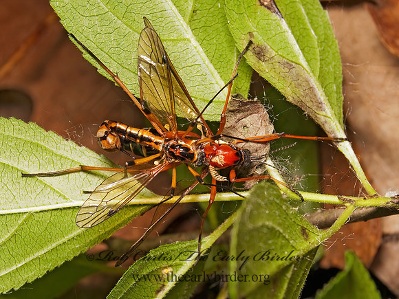 Ctenophora dorsalis  CRANE FLY3002563z
