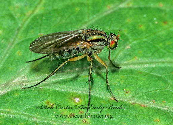 Dolichopus  LONGLEGGED FLY 1285007z