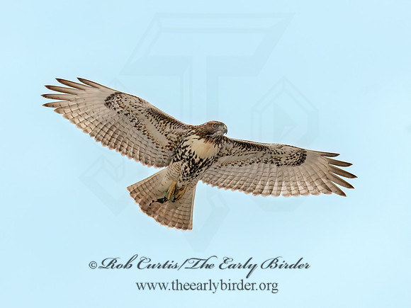Buteo jamaicensis RED-TAILED HAWK 9091140 (1)