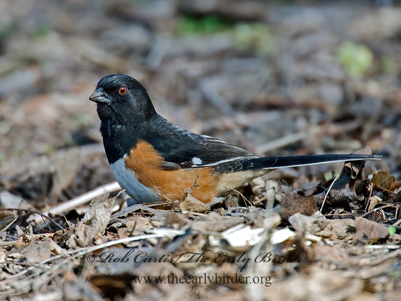 Pipilo erythrophthalmus  EASTERN TOWHEE 6003062z