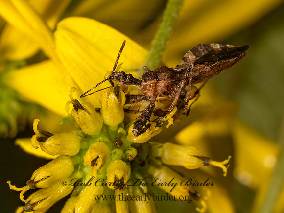 Sinea spinipes ASSASSIN BUG 9083330z