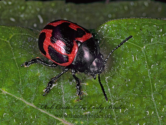 Labidomera clivicollis  SWAMP MILKWEED BEETLE 154819z
