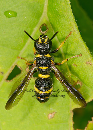 Cerceris insolita  WEEVIL WASP 9013655z