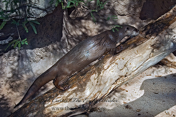Lontra canadensis  RIVER OTTER 5005455z
