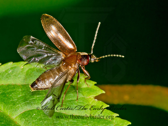 Isomira pulla  COMB-CLAWED BEETLE 9031681z