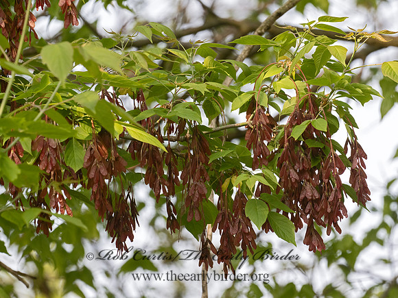 Acer negundo BOX ELDER 9077292