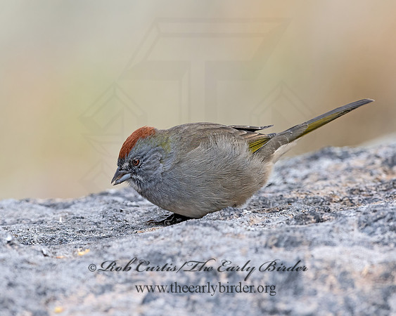 Pipilo chlorurus  GREEN-TAILED TOWHEE 3025490z