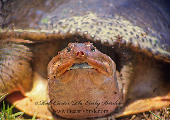 Apalone ferox  FLORIDA SOFTSHELL TURTLE 20334 z