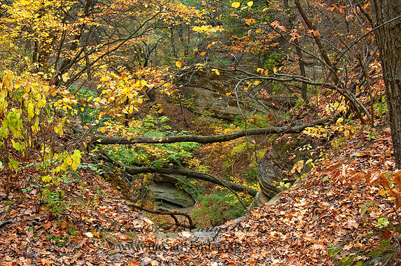 FALL FOREST SCENE 5017026z