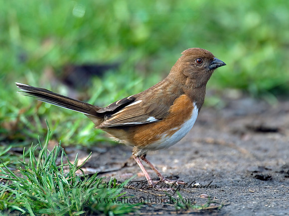 Pipilo erythrophthalmus  EASTERN TOWHEE 6003106z
