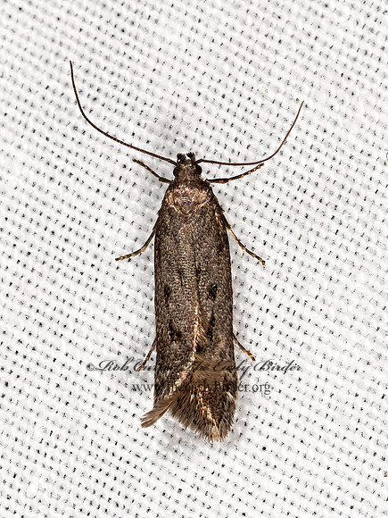 Gelechiini  TWIRLER MOTH 3023771z