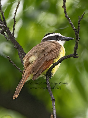 Pitangus sulphuratus  GREAT KISKADEE 3036383z