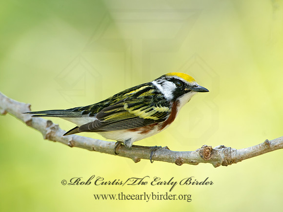 Setophaga pennsylvanica  CHESTNUT-SIDED WARBLER 9038859z