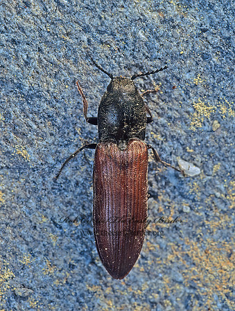 Hemicrepidius palpalis 132626z