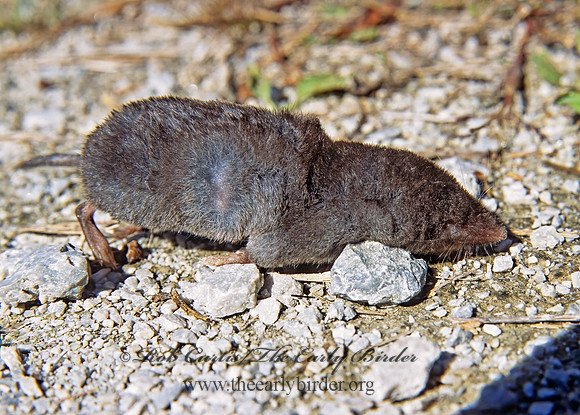 Scalopus aquaticus  EASTERN MOLE 304801z