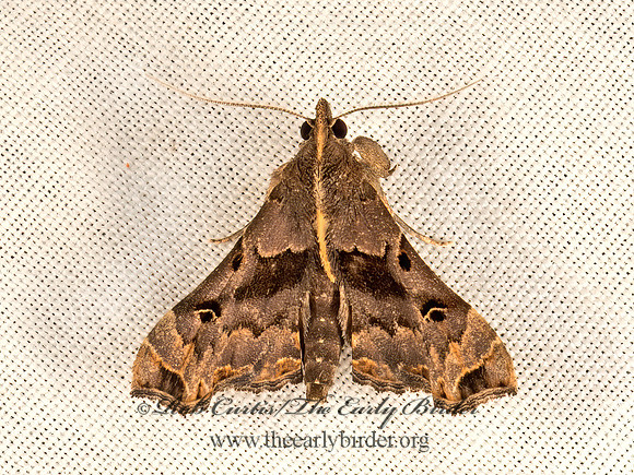 Palthis asopialis  FAINT-SPOTTED PALTHIS 9049997z