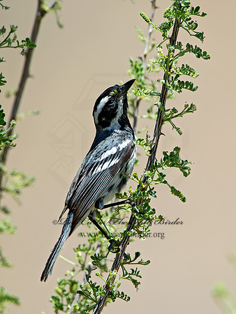 Setophaga nigrescens  BLACK-THROATED GRAY WARBLER 9056504z