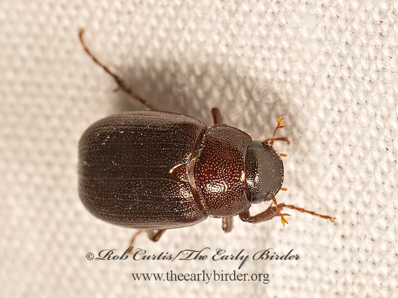 Diplotaxis harperi MAY BEETLE 9083103z