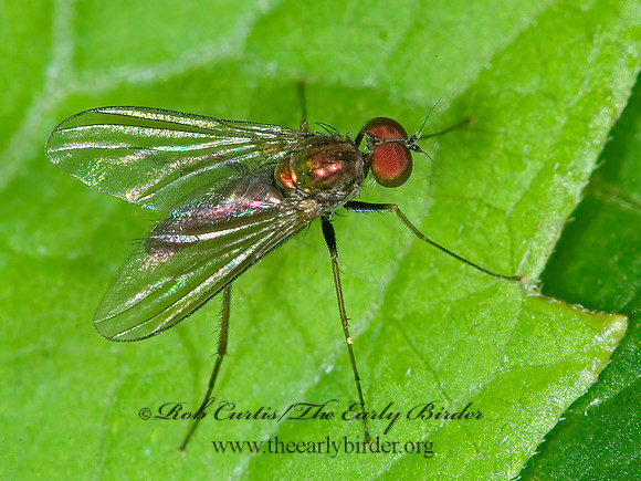 Diaphorus LONGLEGGED FLY 6008518z