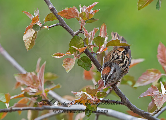 Melospiza georgiana  SWAMP SPARROW 9042962z