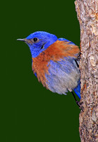 Sialia mexicana WESTERN BLUEBIRD 122330z