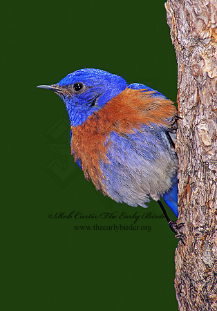 Sialia mexicana  WESTERN BLUEBIRD 122330z