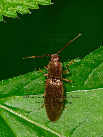 Athous brightwelli  CLICK BEETLE 3021053z