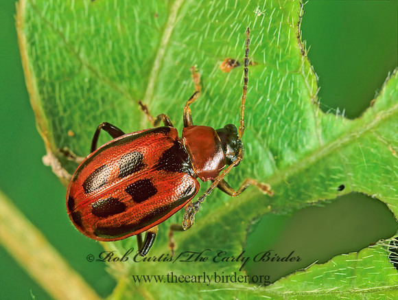 Cerotoma trifurcata 1110215z