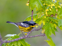 Setophaga magnolia MAGNOLIA WARBLER 8025547z