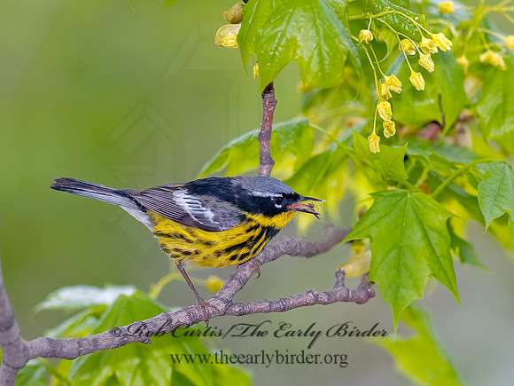 Setophaga magnolia  MAGNOLIA WARBLER 8025547z