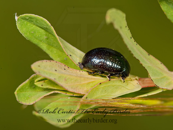 Chrysolina (Hypericia)  GREEN LEAF BEETLE 8037157z