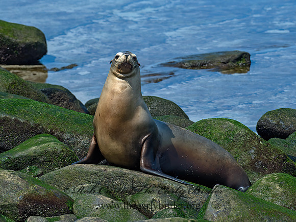 Zalophus californianus  CALIFORNIA SEA LION 9055867z