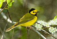 Setophaga citrina HOODED WARBLER 4000501 z