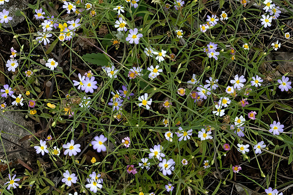 Chaetopappa asteroides  ARKANSAS LEASTDAISIE 3035398z