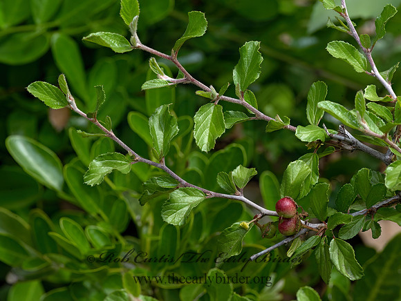 Colubrina texensis  TEXAS SNAKEROOT 3034811-z