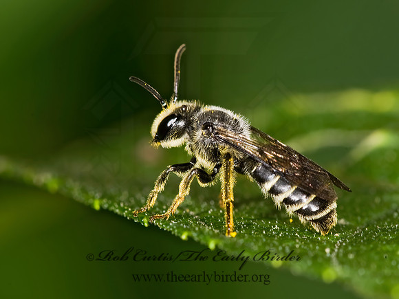 Andrena placata or simplex 8017953 Mz