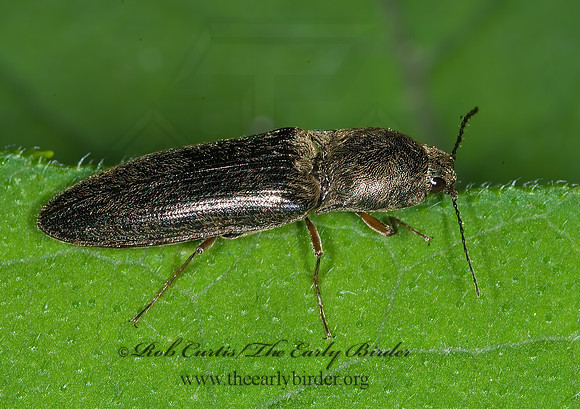 Limonius griseus 6008207z