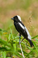 Dolichonyx oryzivorus BOBOLINK 8005582z