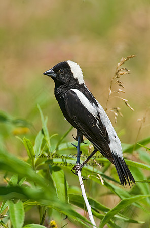 Dolichonyx oryzivorus  BOBOLINK 8005582z