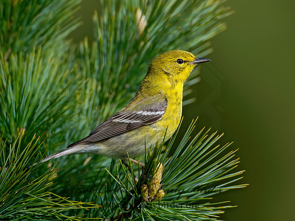 Setophaga pinus  PINE WARBLER 9000252 z