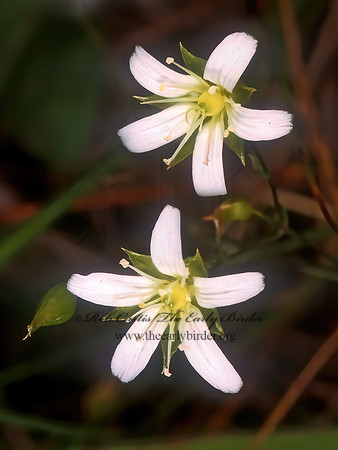 Saxifraga pensylvanica  SWAMP SAXIFRAGE 281725z