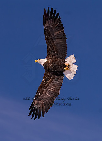Haliaeetus leucocephalus  BALD EAGLE 6020670z