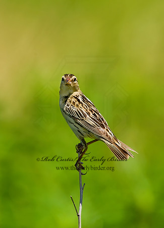 Dolichonyx oryzivorus  BOBOLINK 8005594z