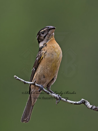 Pheucticus melanocephalus  BLACK-HEADED GROSBEAK 3037020z